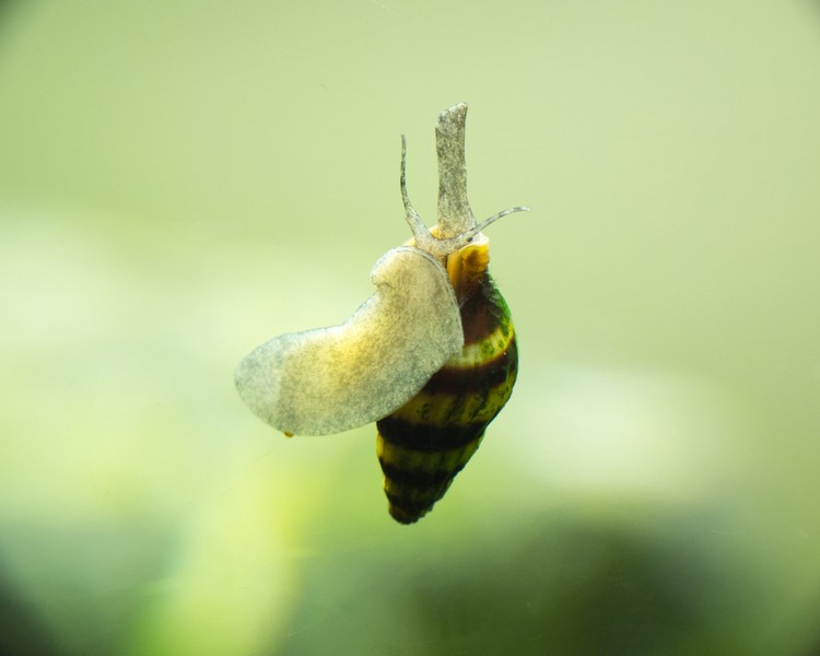 Snail Eating Assassin Snail ~ 1cm
